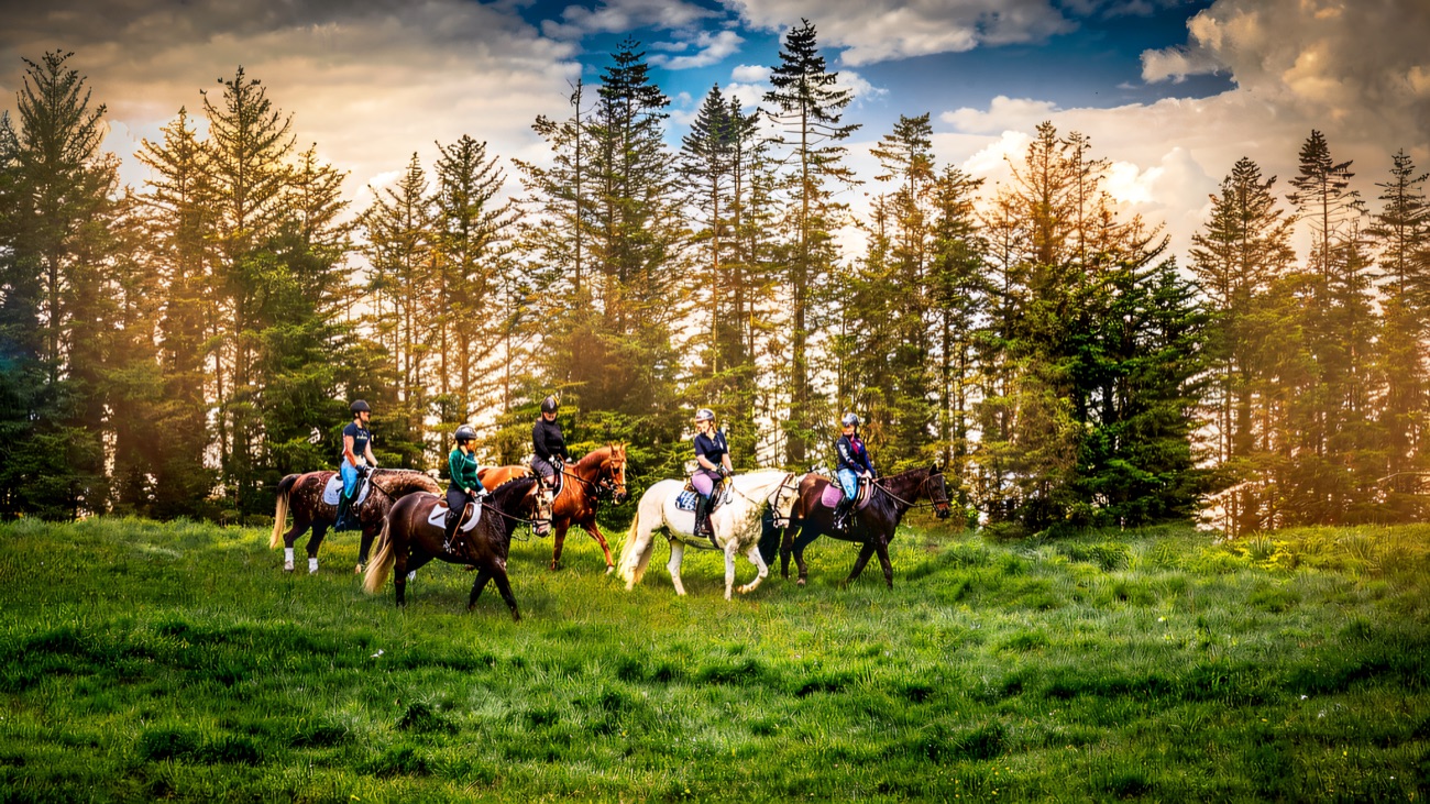 A string of riders crossing an open field beside the conifers