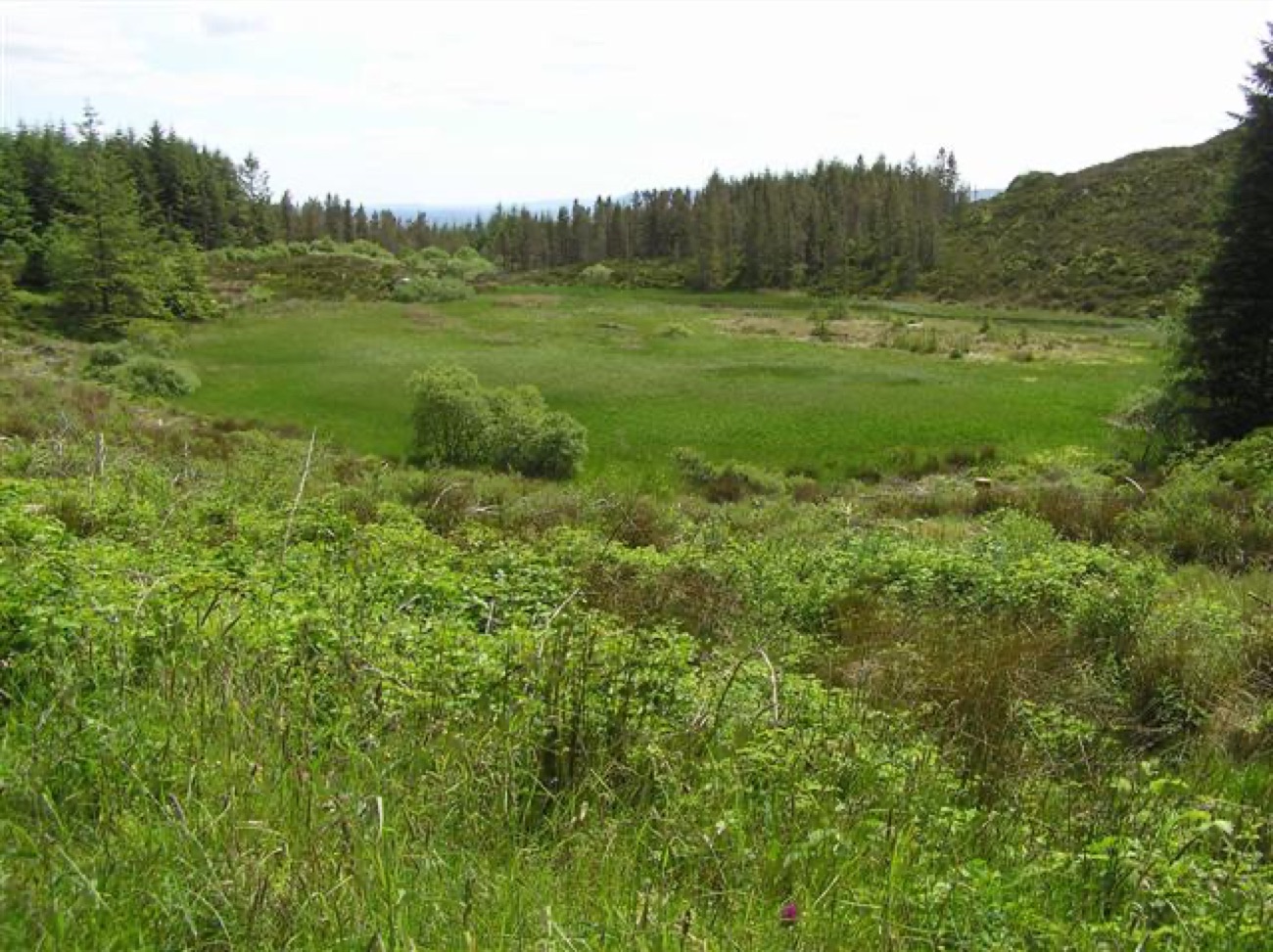 A wild boggy hollow ringed by conifer forest inside Lough Navar Forest.