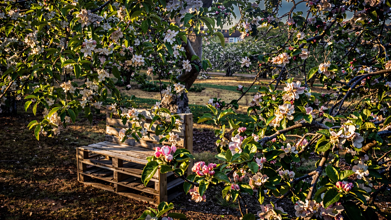 An Armagh apple orchard in blossom with a simple bench beneath the pink-and-white flowering trees