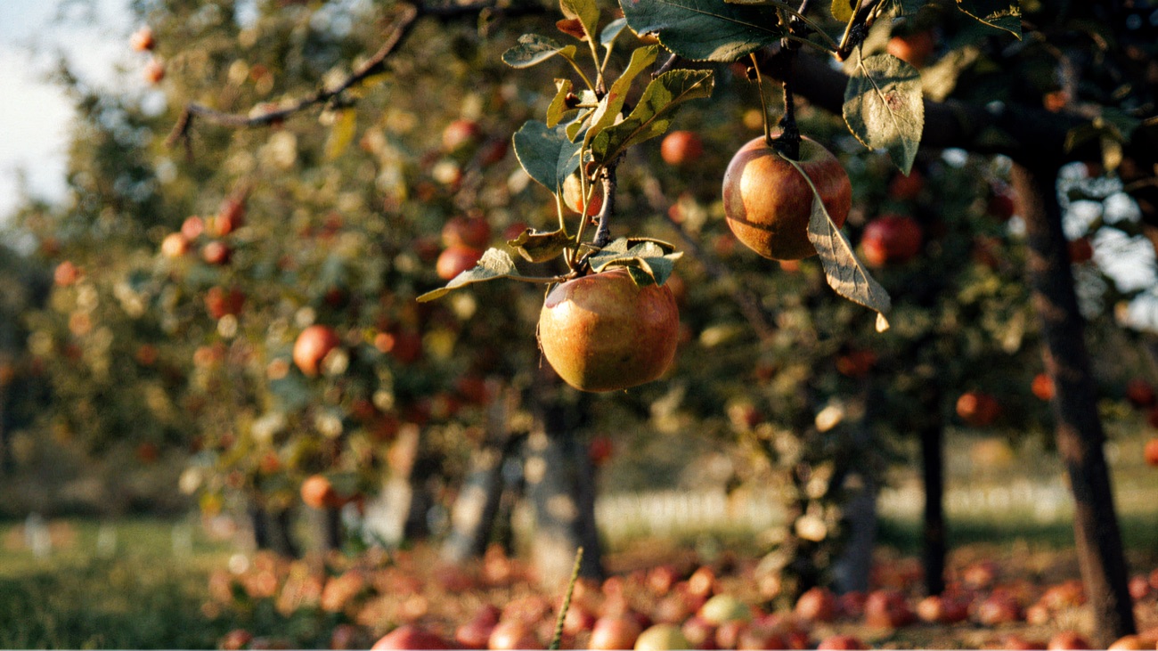 Ripe apples hanging on the trees in the orchard, with windfalls on the grass below