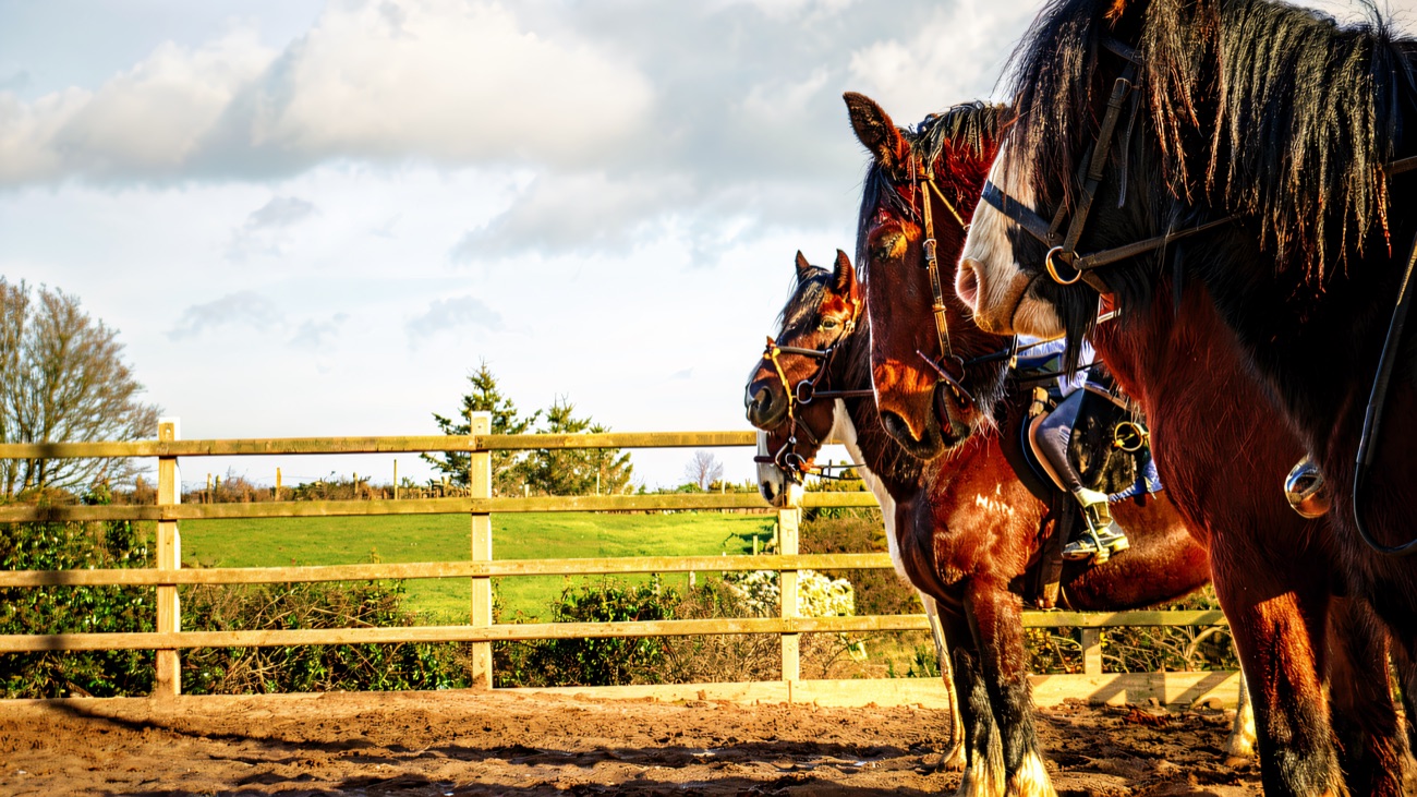 Two tacked-up horses waiting in the arena on a bright day