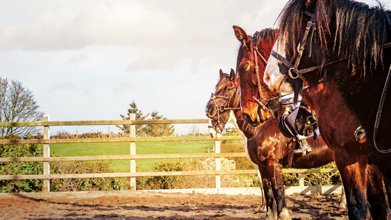 Two tacked-up horses waiting in the sand arena