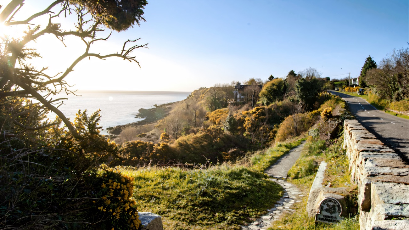 The coastal path runs beside the shore road with gorse in bloom