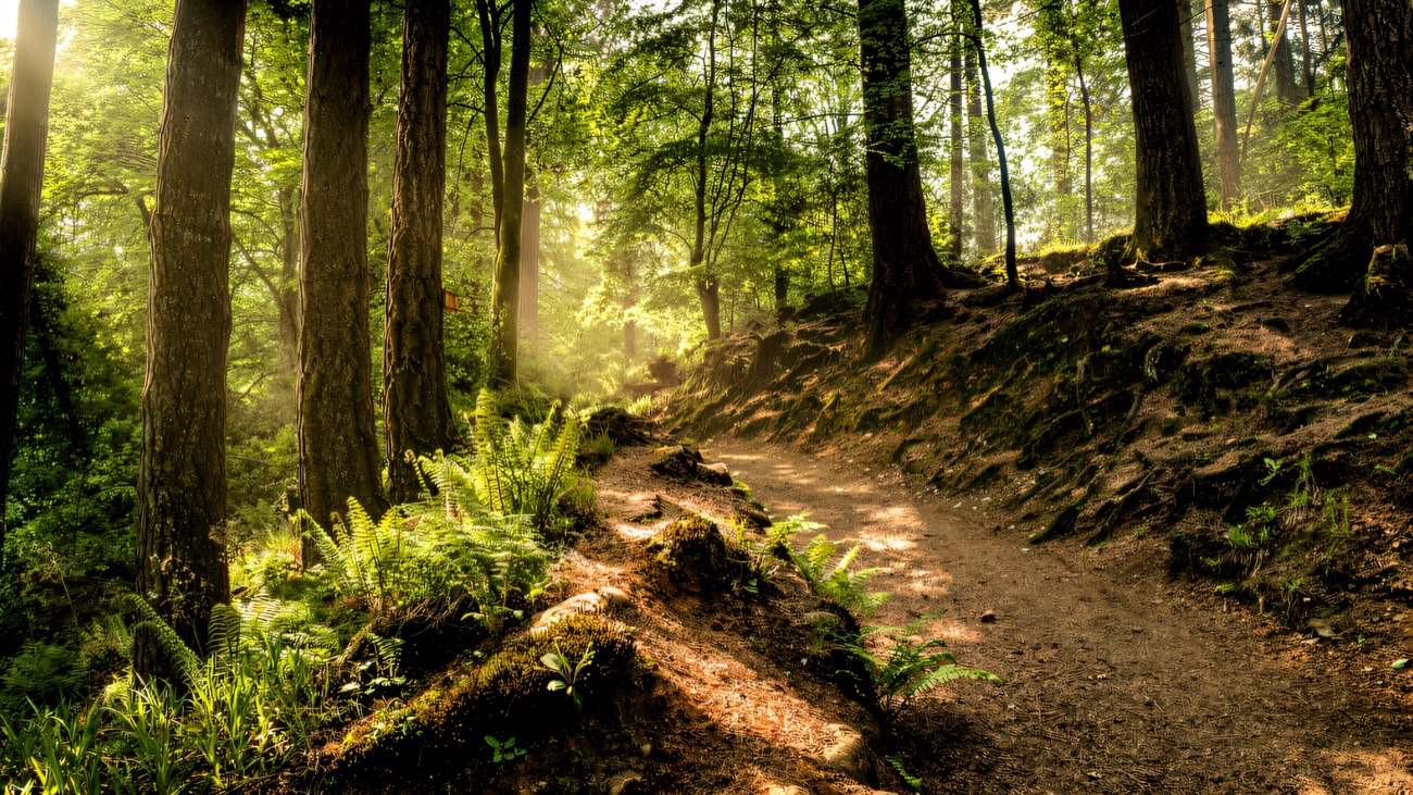 A sunlit path winding through tall trees and ferns in the forest