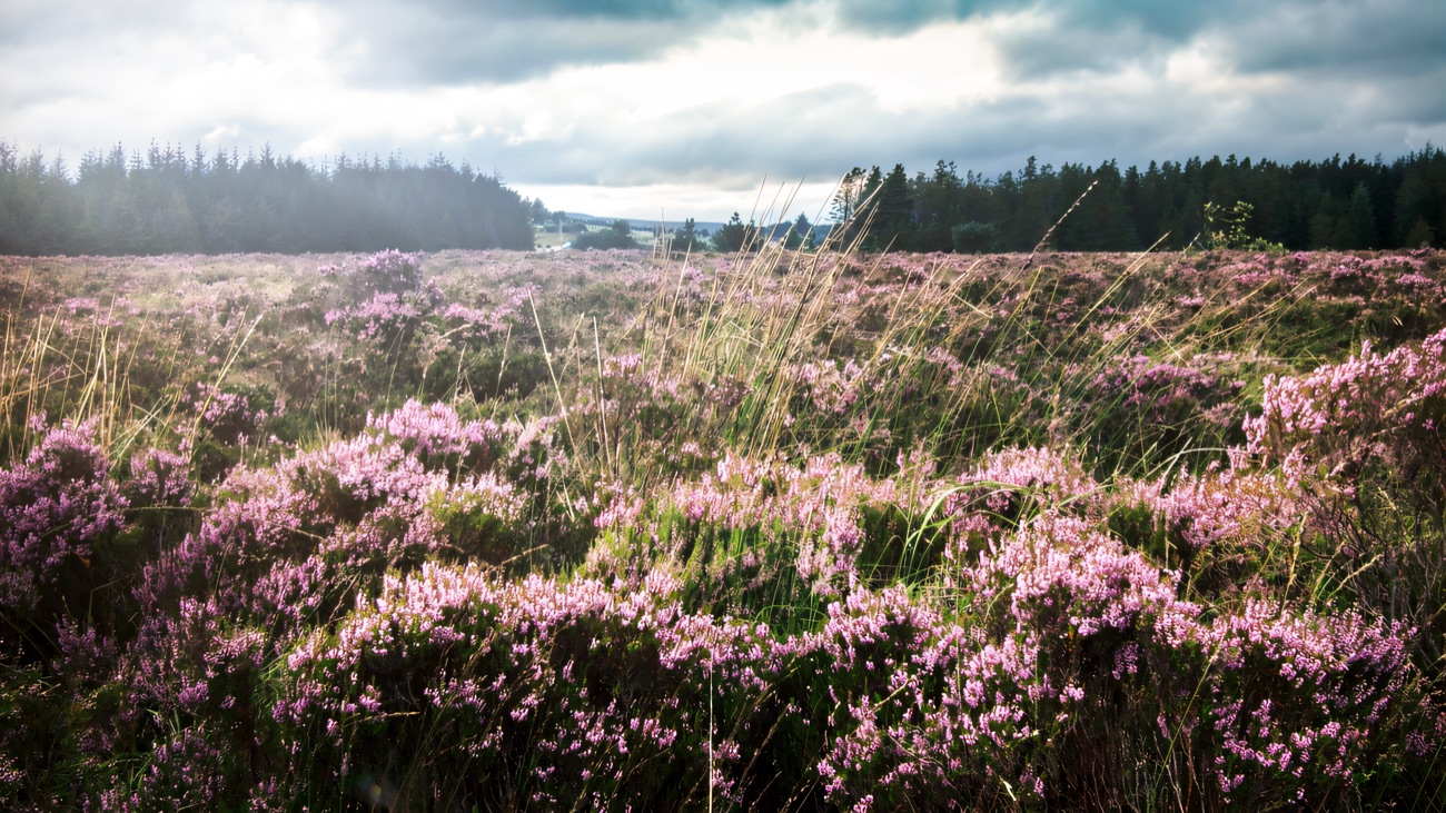 Purple heather in full bloom across the upland moor, with conifer plantation along the skyline.