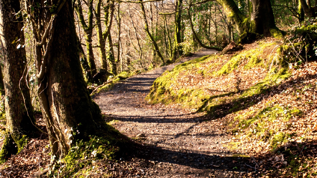 A gravel woodland path curving through mossy, sunlit trees at Ness.