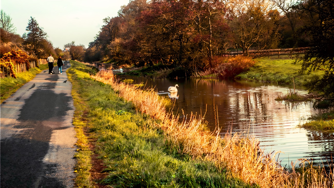 A swan drifts along the canal as the towpath runs on through spring