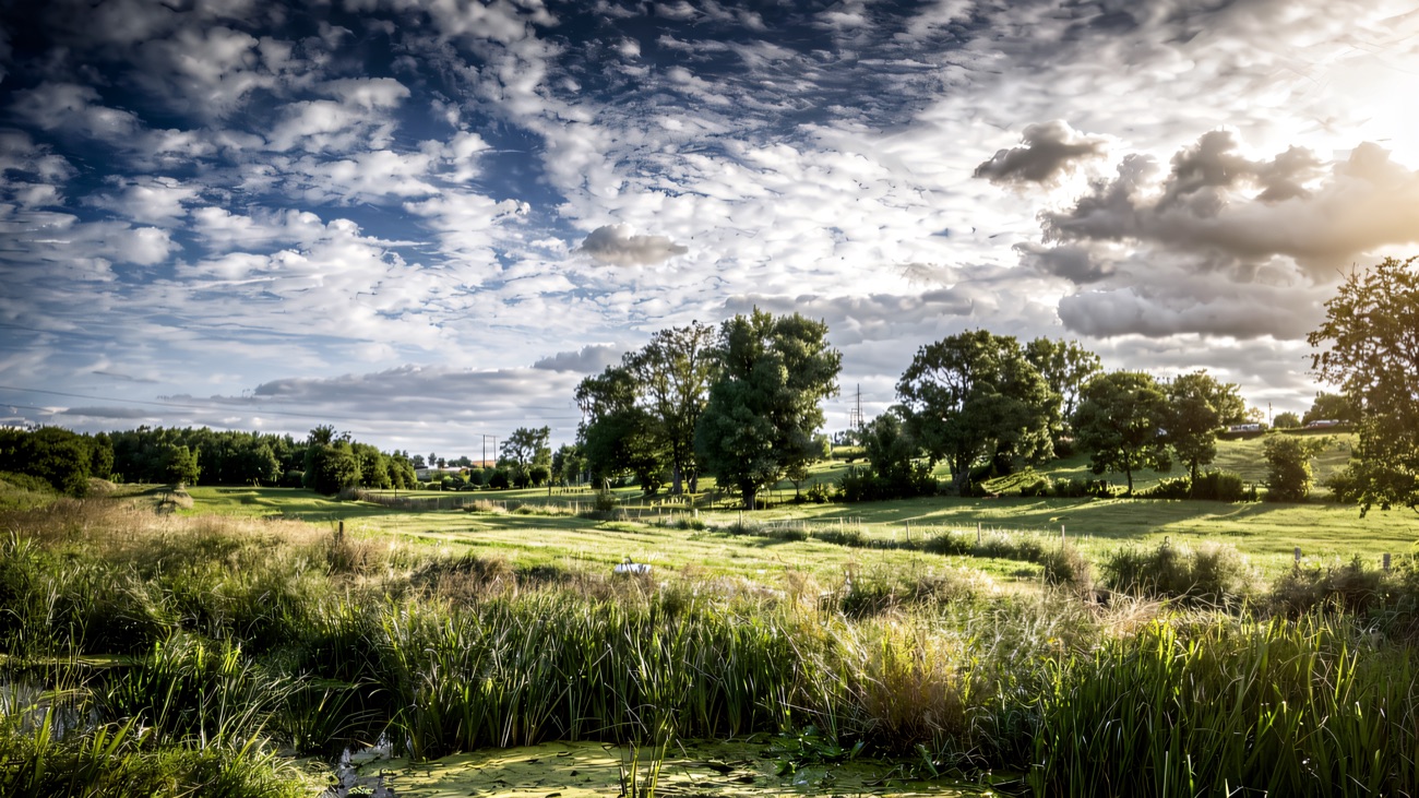 Reeds and open sky frame the green canal-side countryside