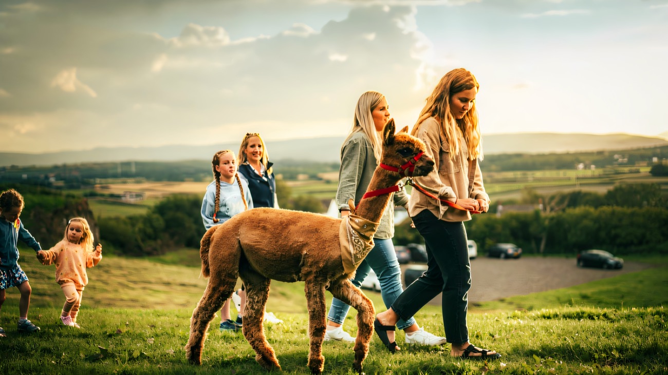 A visitor leading a brown alpaca on a lead across green grass, with the North Coast countryside stretching out behind