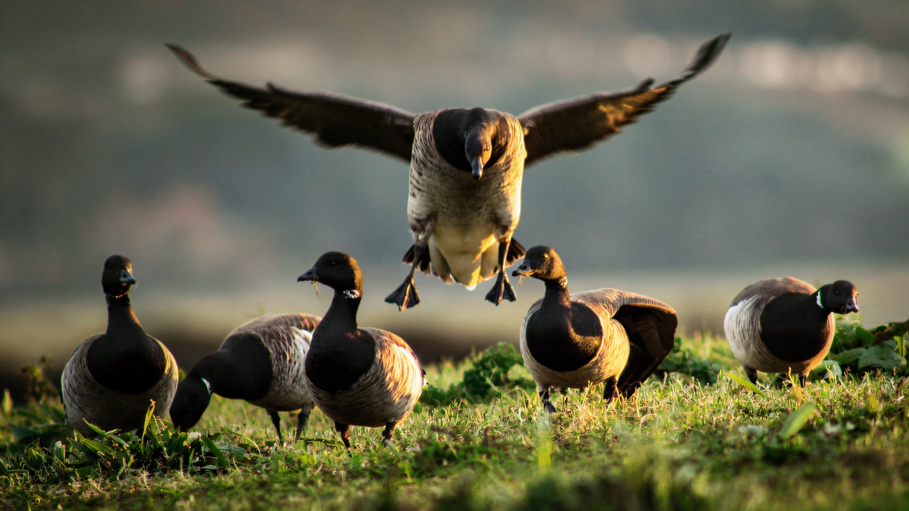 A brent goose drops in to join the flock feeding on the shore.