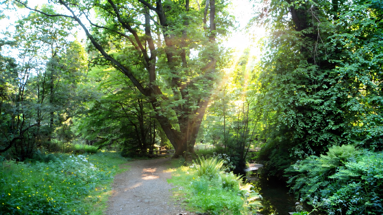 A level surfaced woodland trail at Parkanaur winding past a big mature tree beside a small stream in summer green