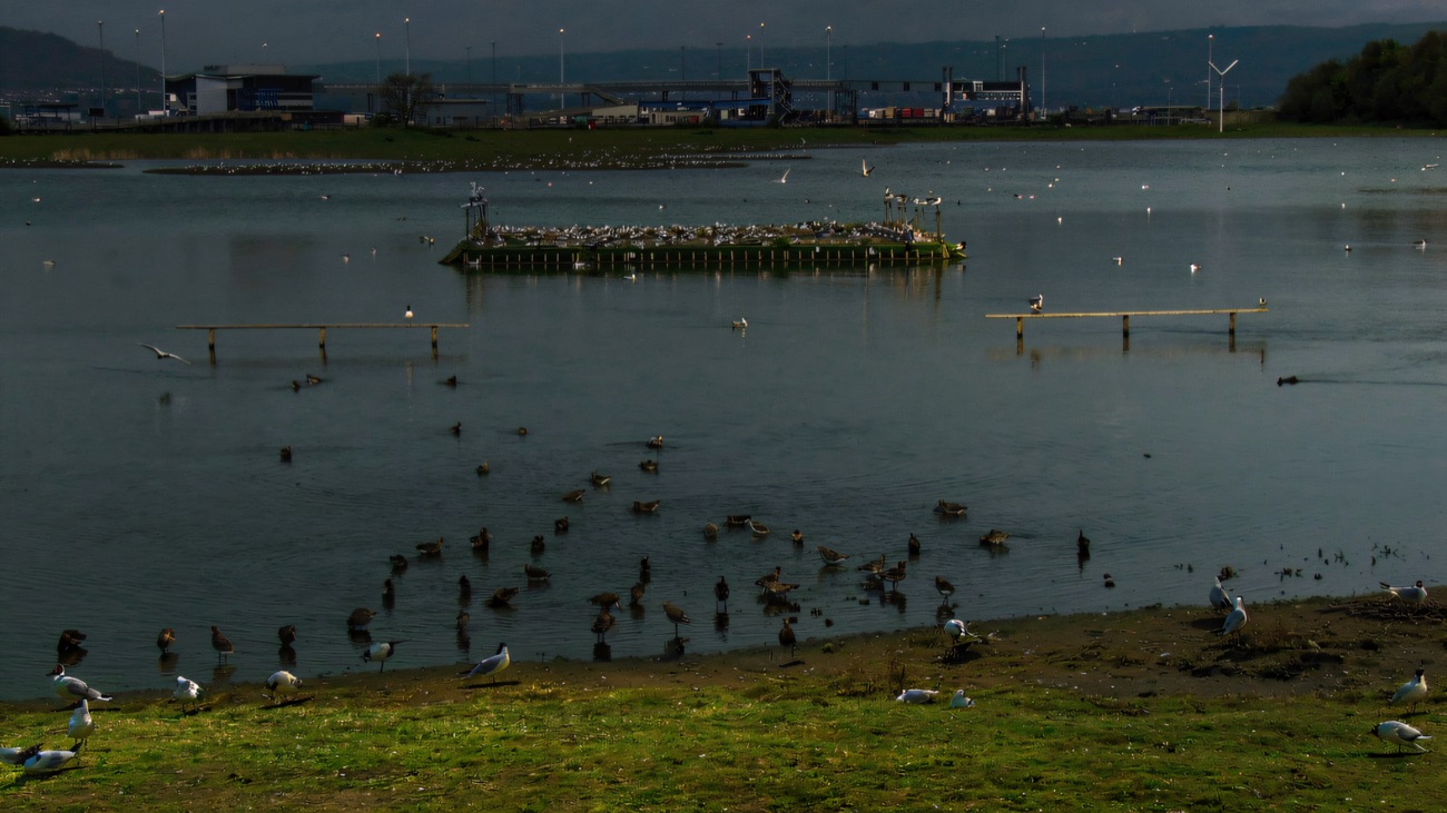 The lagoon crowded with roosting wildfowl, the harbour and hills behind.