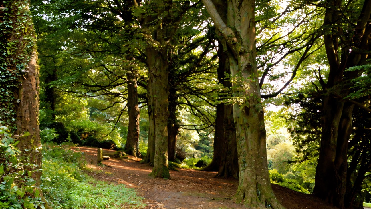 A shaded woodland path lined with tall beech trees in Scrabo Country Park