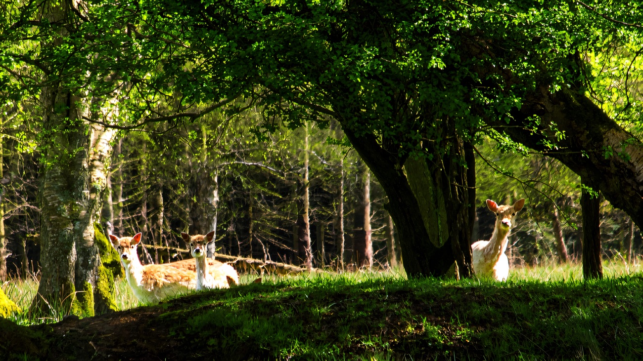 Fallow deer among the trees in the estate's ancient woodland