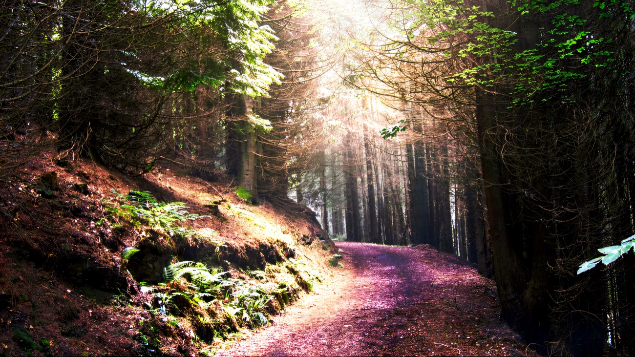 The wooded path climbing through the forest towards the summit.