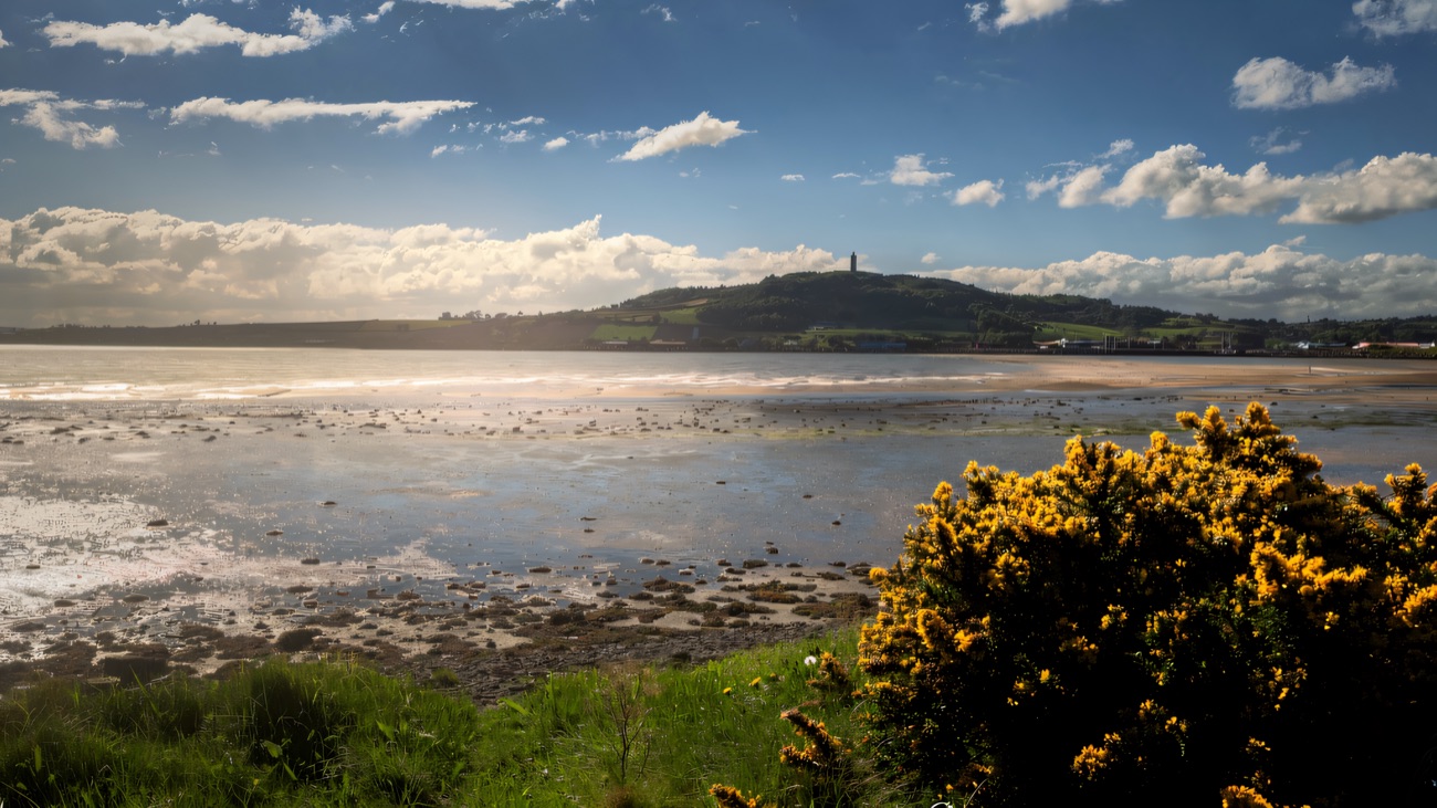 A wide view across the lough toward Scrabo Tower, gorse bright along the shore.