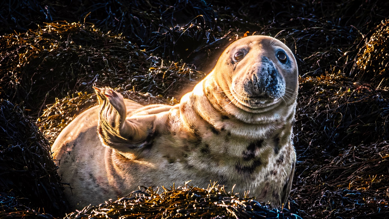 A grey seal rests among the seaweed in warm evening light.
