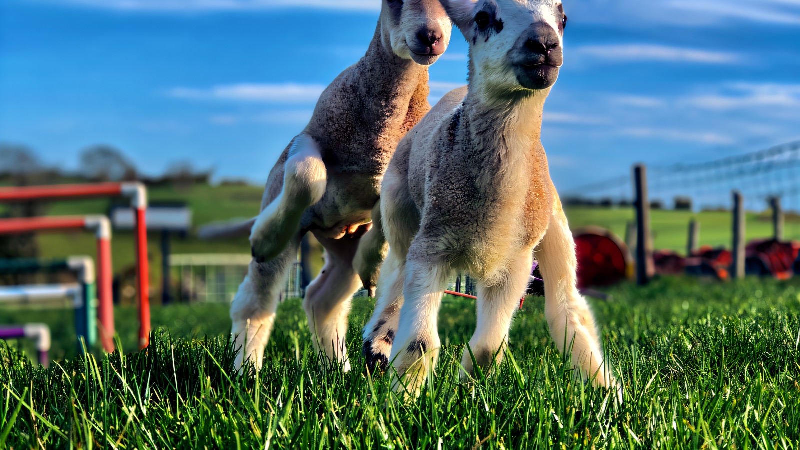 Two spring lambs on bright green grass under a blue sky at an open farm, with play equipment behind