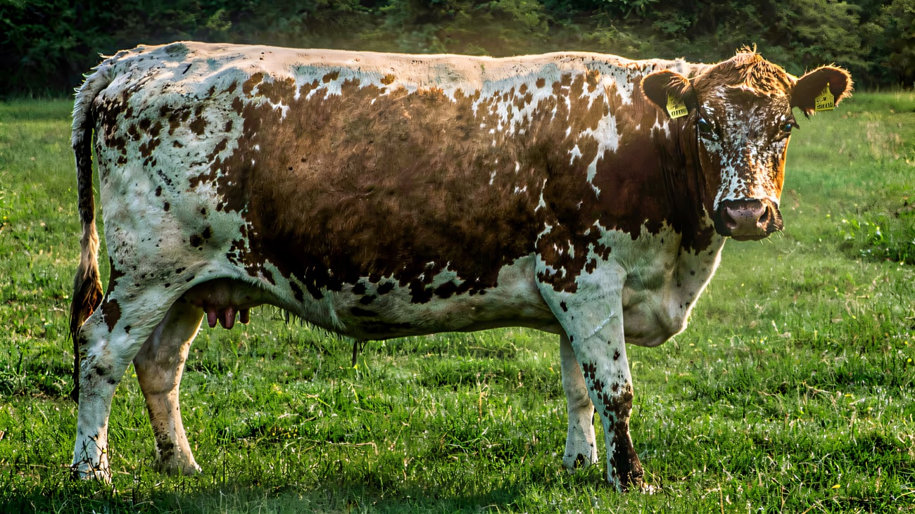 A red-and-white Irish Moiled cow standing in a green field