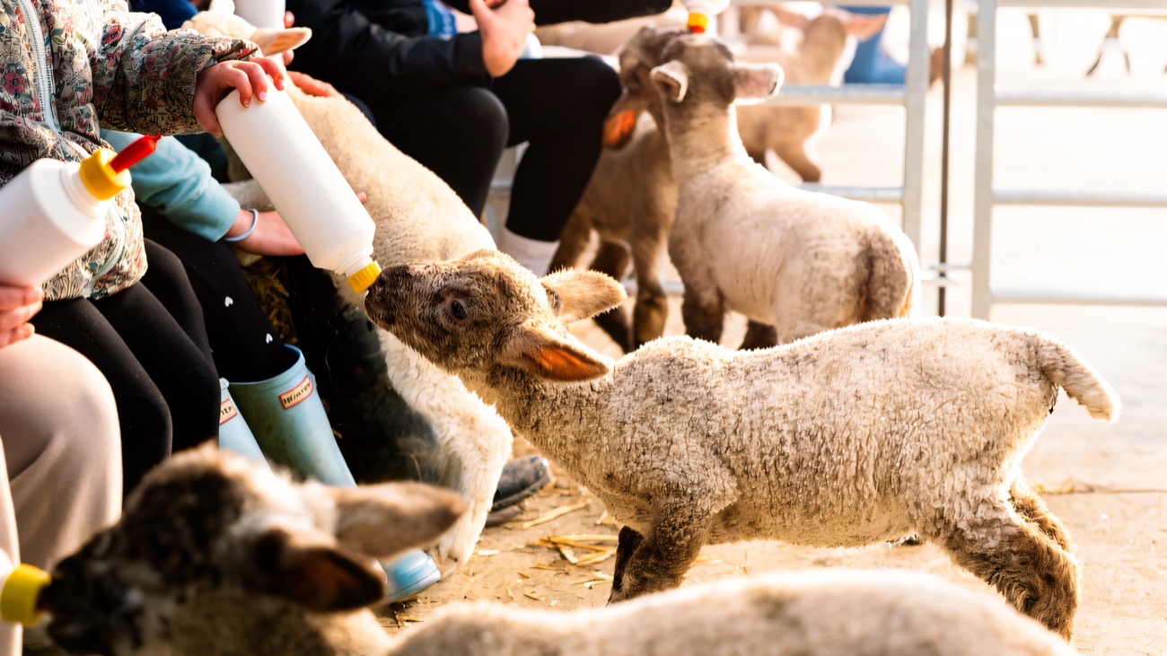 A lamb being bottle-fed by children at Streamvale Open Farm