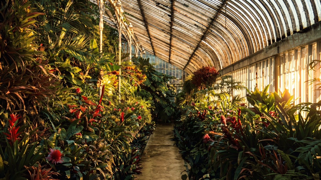 Lush plants and bright flowers filling the Victorian glasshouse at Botanic Gardens