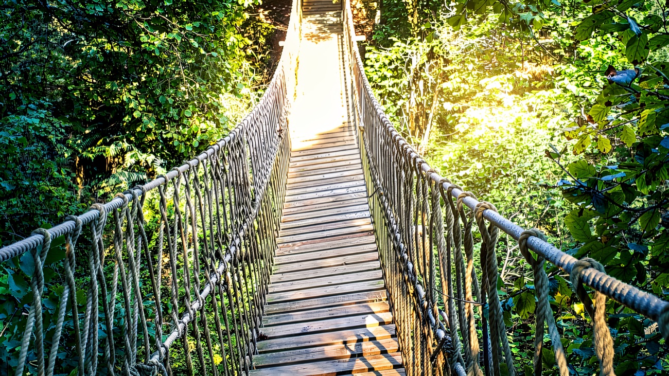 A rope suspension bridge running through sunlit woodland