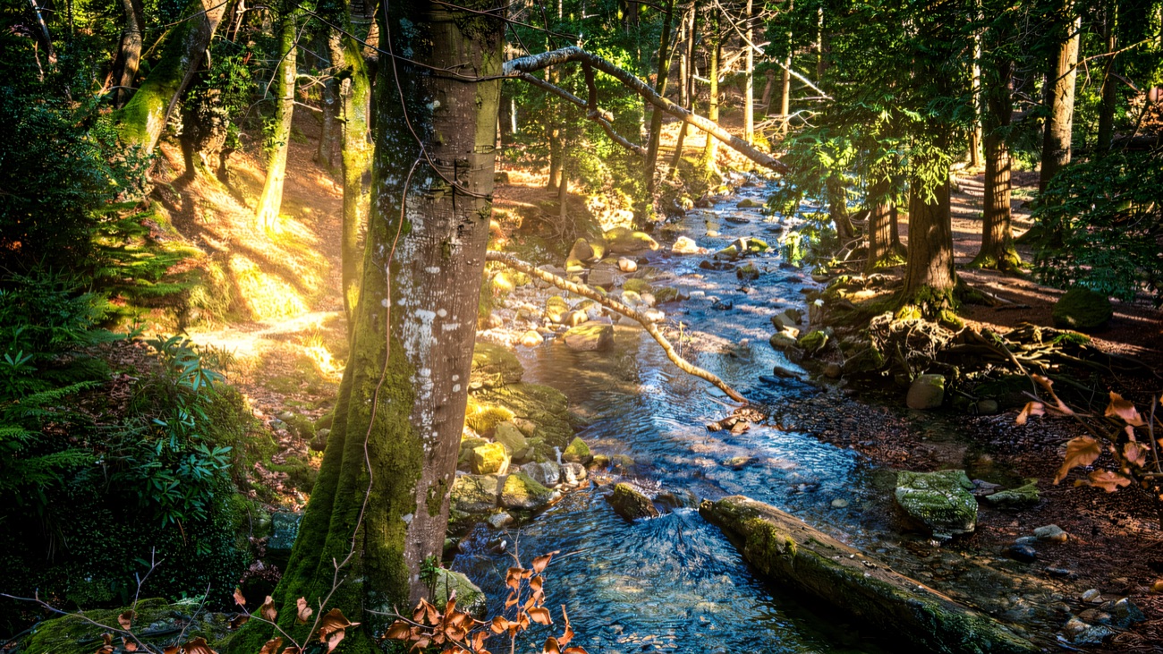 A clear mountain stream tumbling through the mossy Tollymore woods