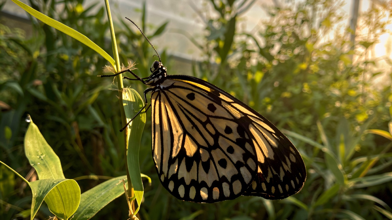 A black-and-cream paper kite butterfly perched on a leaf inside the tropical glasshouse