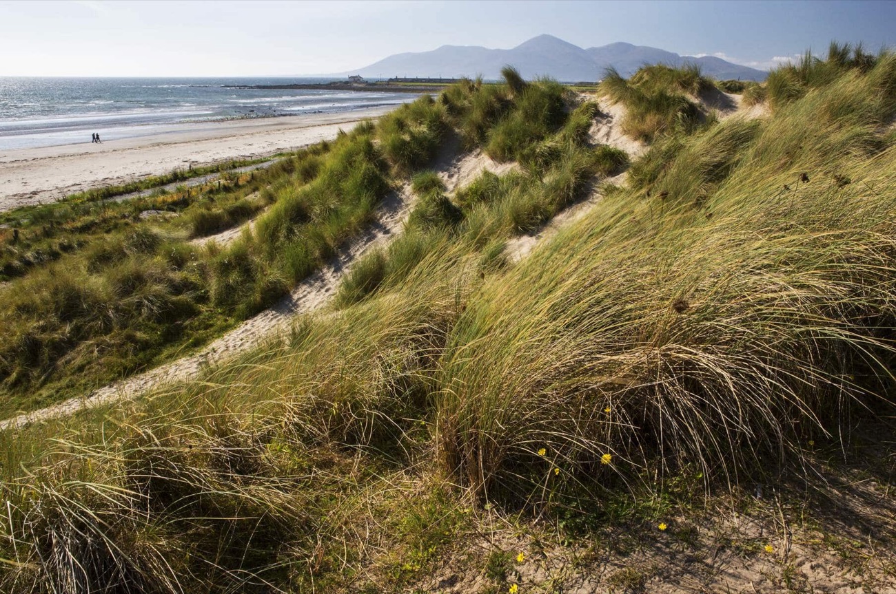 Marram-grass dunes above the golden sand at Tyrella, with the beach curving away and the Mournes in the distance in warm evening light