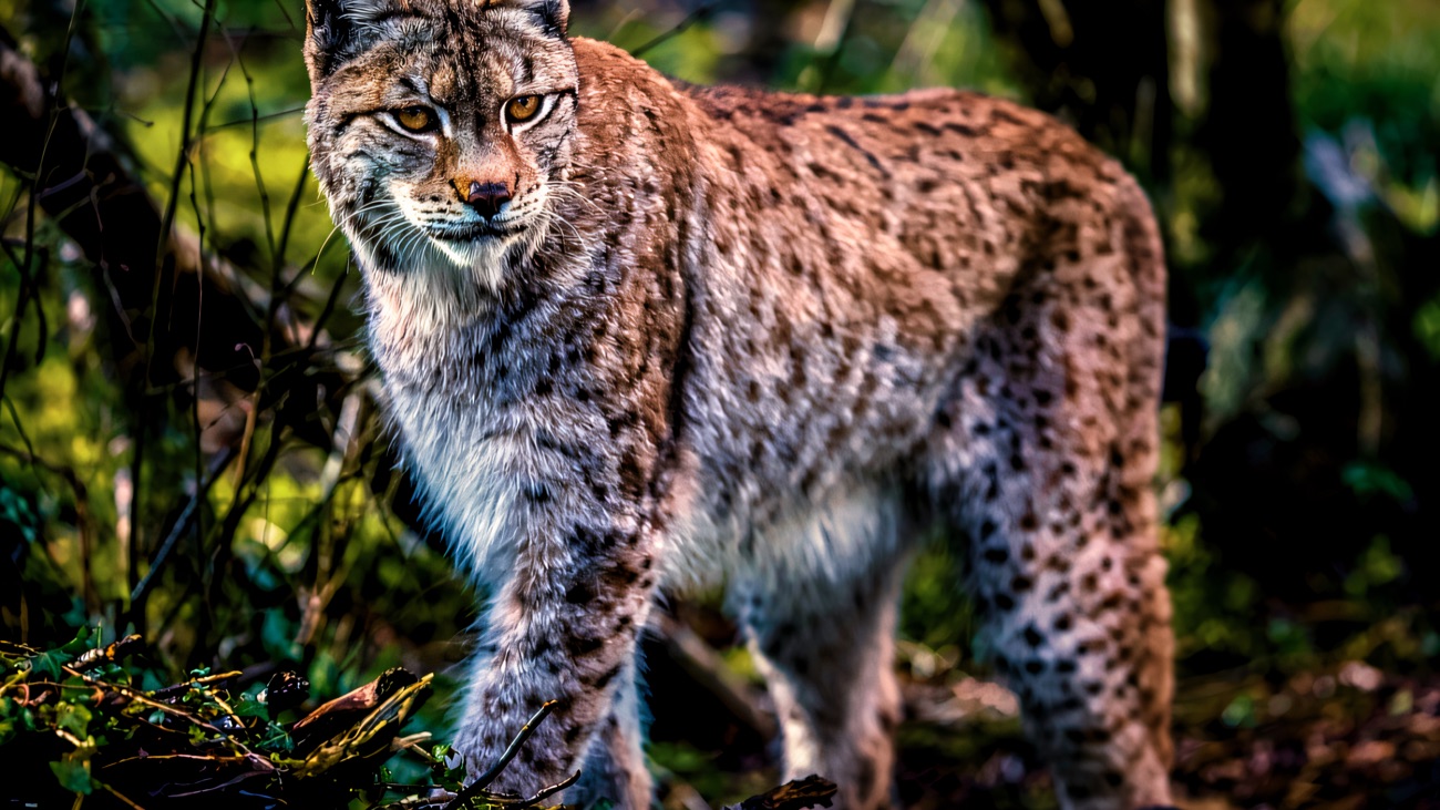 A Eurasian lynx with tufted ears standing among the trees in the sanctuary's woodland