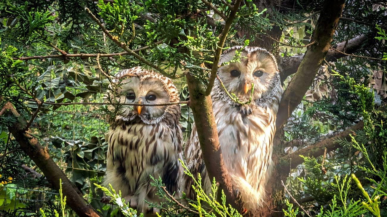 Two Ural owls perched together among the conifer branches in their aviary